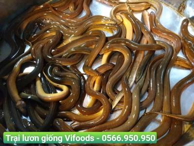Cách làm món lươn chiên sốt Teriyaki thơm ngon đậm đà