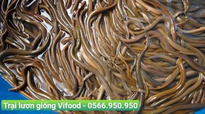 Công nghệ sản xuất lươn giống lai F1