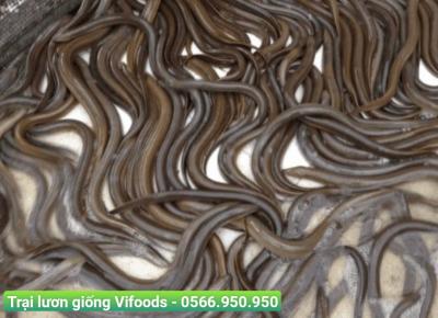 Cột chùm dây nylon nuôi lươn, lãi 150 triệu đồng mỗi năm