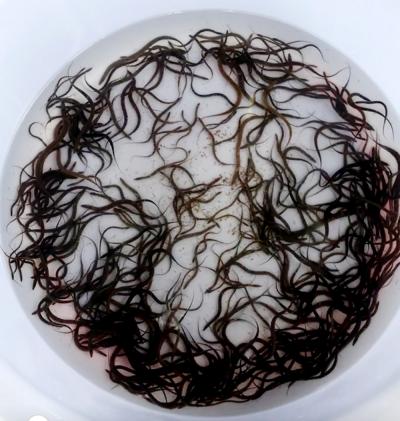 Cung cấp lươn thịt Miền Nam