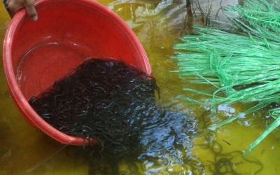 giá lươn giống daklak