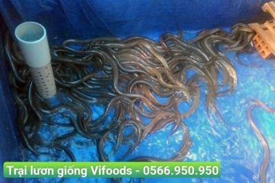 Giải pháp để nuôi lươn không bùn đạt hiệu quả bền vững