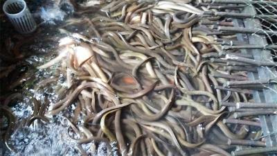 Kỹ thuật chăm sóc lươn bệnh