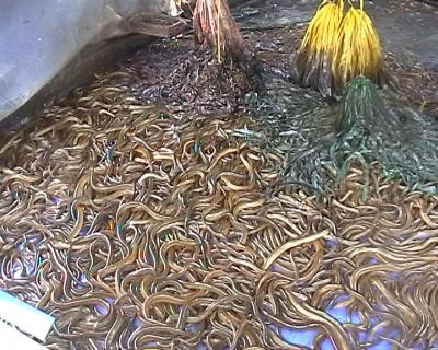 Kỹ thuật nuôi lươn không bùn A-Z