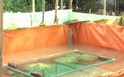 Kỹ thuật nuôi lươn trong bể lót bạt