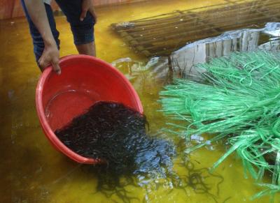 Kỹ Thuật Thả Giống