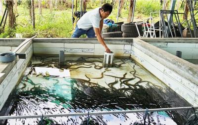Kỹ Thuật Xây Dựng & Cấu Trúc Bể Nuôi Lươn Không Bùn
