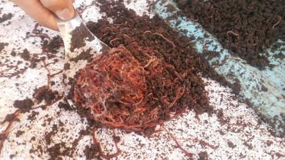 Lươn ăn gì trong tự nhiên? Các loại thức ăn cho lươn nuôi là gì?