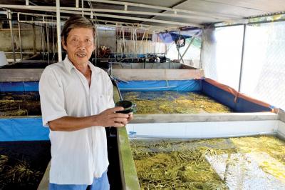 Thức ăn phù hợp cho lươn đồng ương nuôi đến 40 ngày tuổi