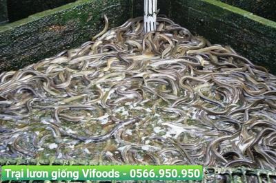 Xây dựng bể xi măng nuôi lươn