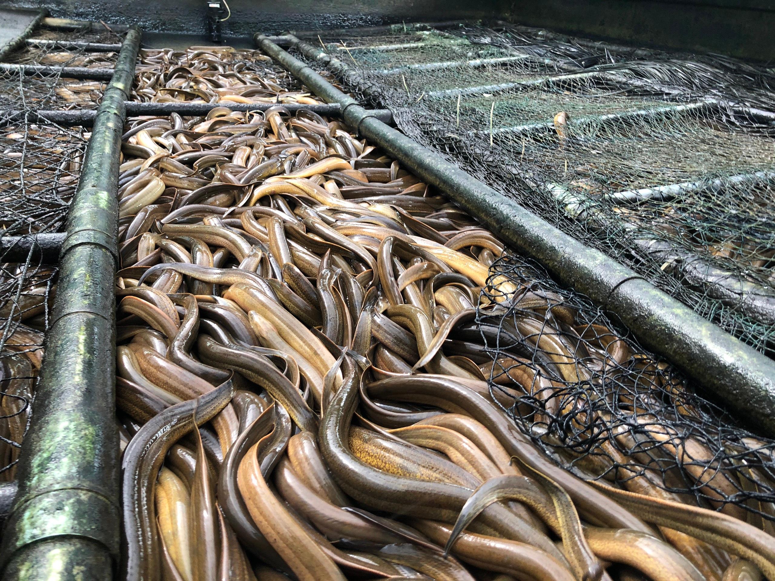 Trại Lươn Thịt