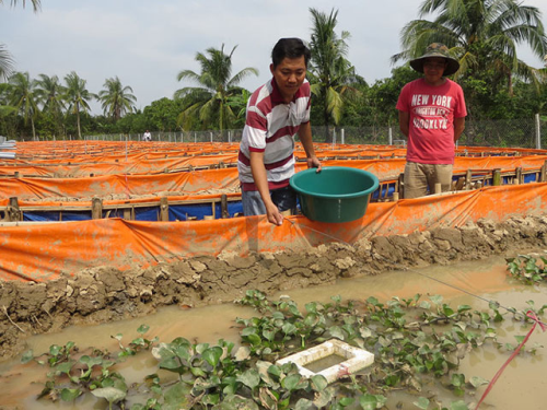 Thả bèo để làm mát cho lươn. Ảnh: Sở Nông nghiệp và Phát triển Nông thôn tỉnh Bình Phước.