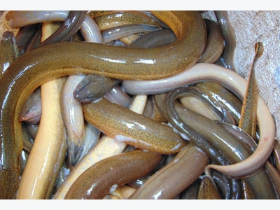 Kỹ thuật nuôi lươn không bùn