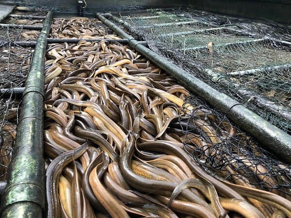 Lãi lớn nhờ kỹ thuật nuôi lươn không bùn