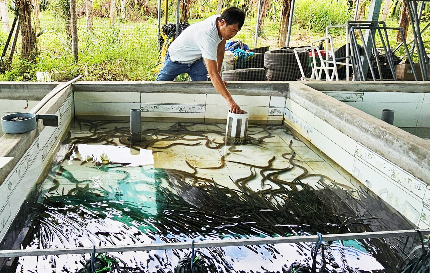 Mô hình nuôi lươn không bùn của anh Đặng Minh Hiệp ở xã Hàm Mỹ, huyện Hàm Thuận Nam (Bình Thuận). Ảnh: KS.