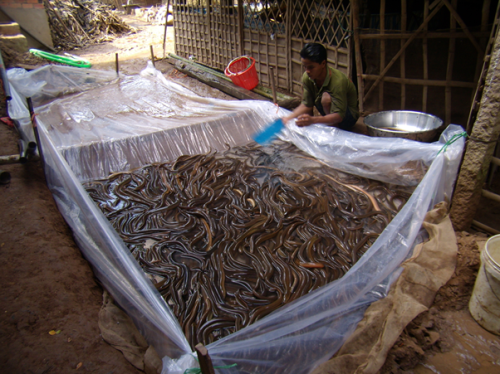 Thay nước và sử dụng các sản phẩm diệt nội ký sinh trùng. Ảnh: Thư viện Bộ Nông nghiệp và Phát triển Nông thôn.