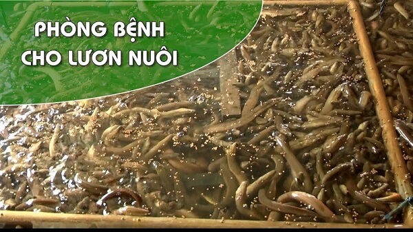 Phòng bệnh cho lươn nuôi